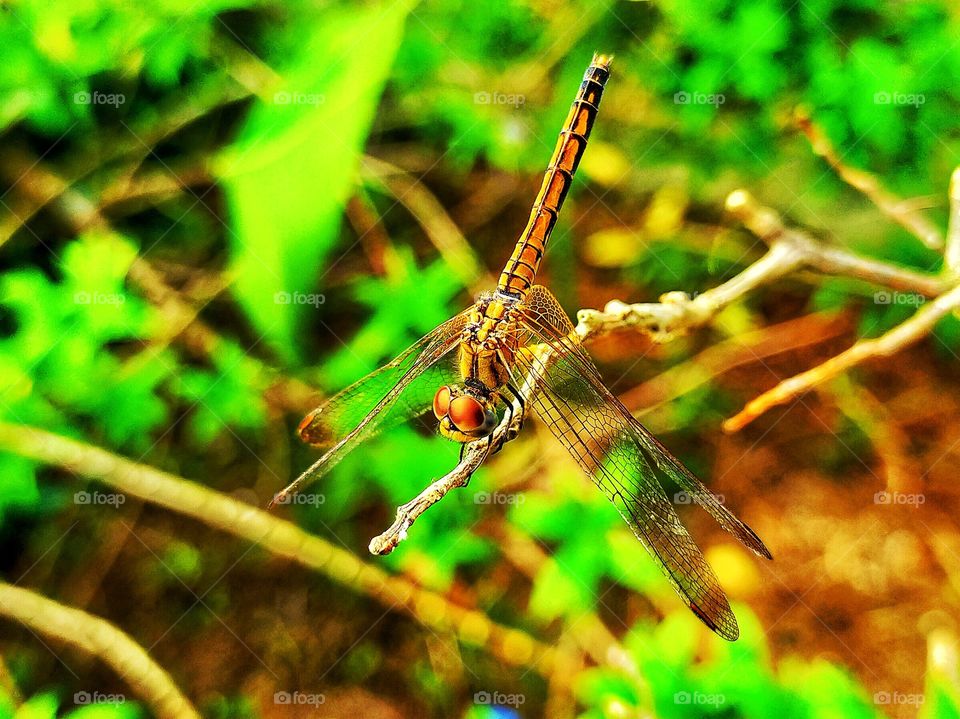 Dragon fly resting on a small twig.