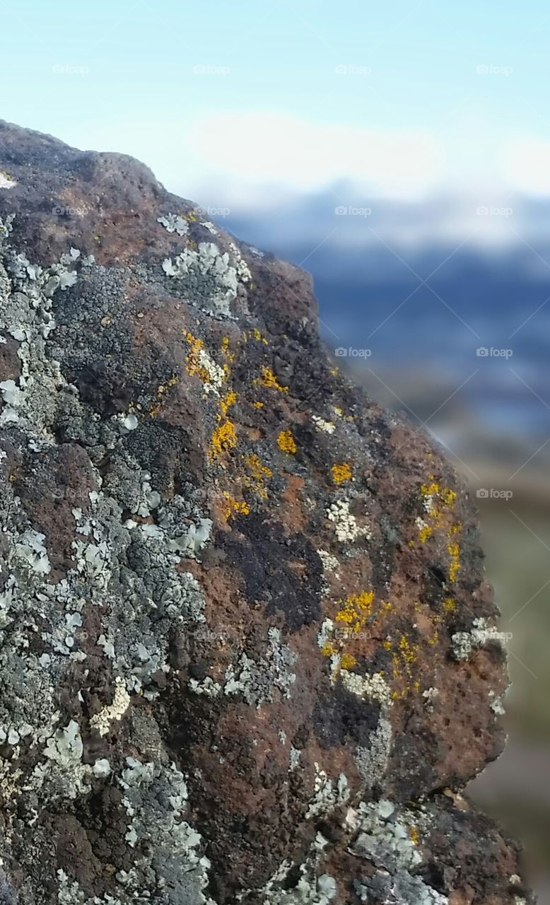 Lichen rock