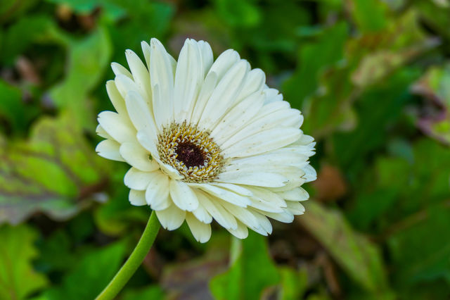 Gerbera, is genus of plants in Asteraceae daisy family
