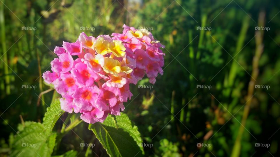 Lantana flowers