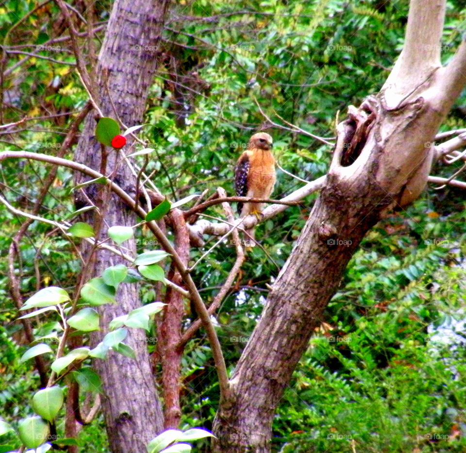 Red Tail Hawk. This guy hangs around our property looking for a quick and easy meal. Williamsburg Virginia