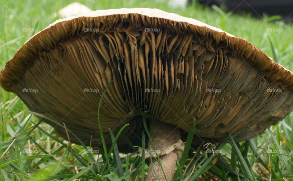Underside of a mushroom