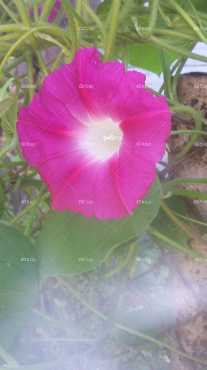 pink morning glory flower