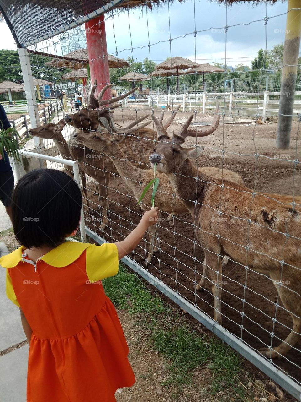 Feed deer