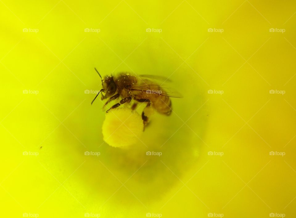 Bee in squash blossom