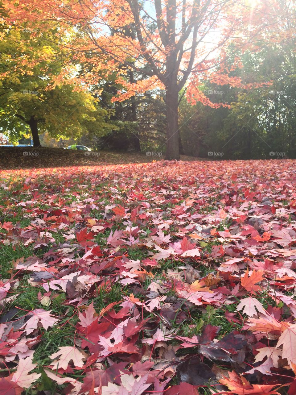 Beautiful Autumn Toronto 