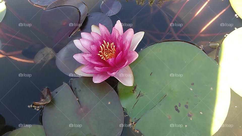 pink water flower