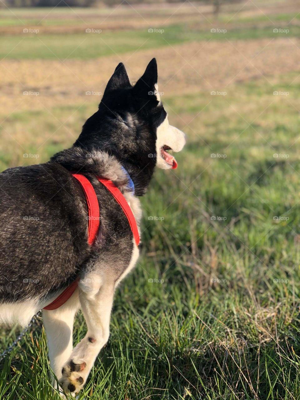 Siberian husky in the field