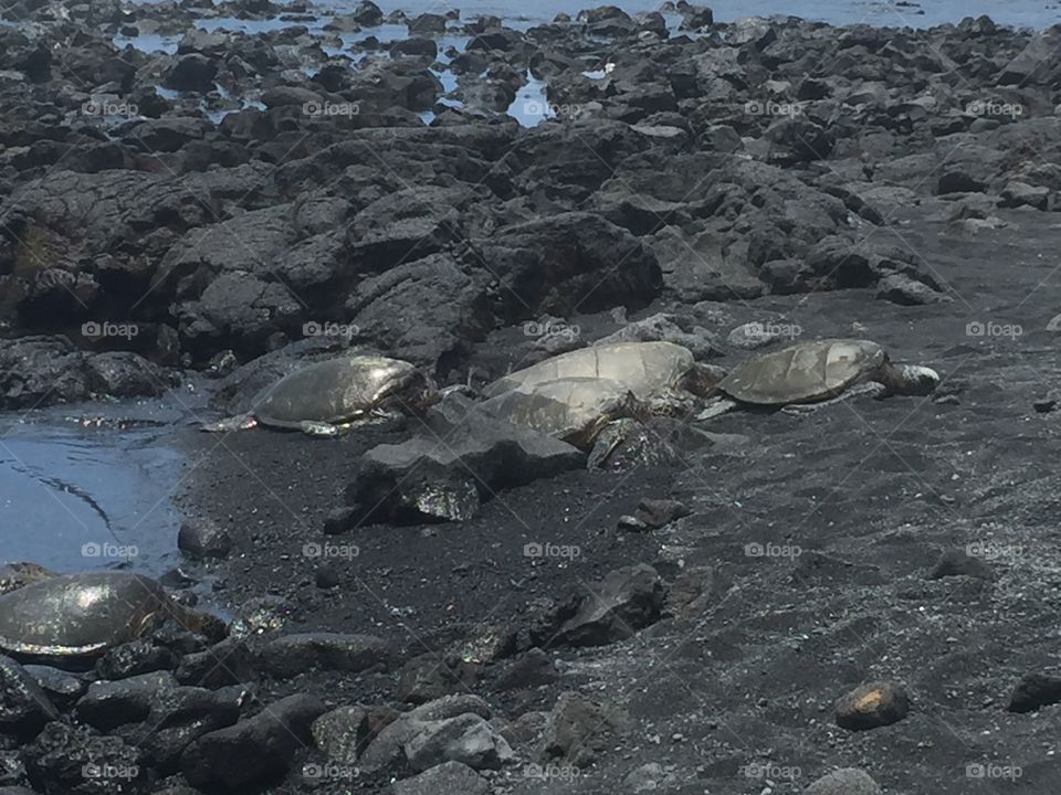 Sea turtles