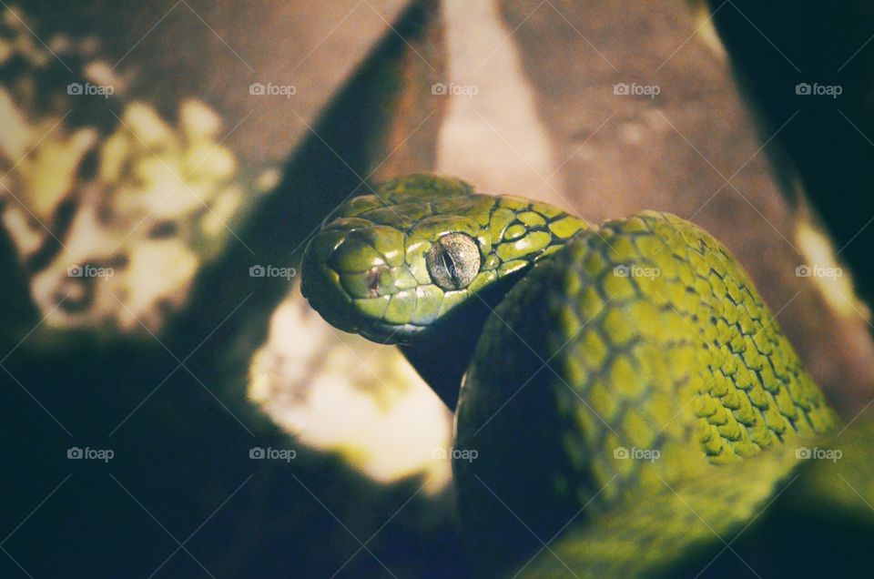 Closeup shot of eye of a snake.