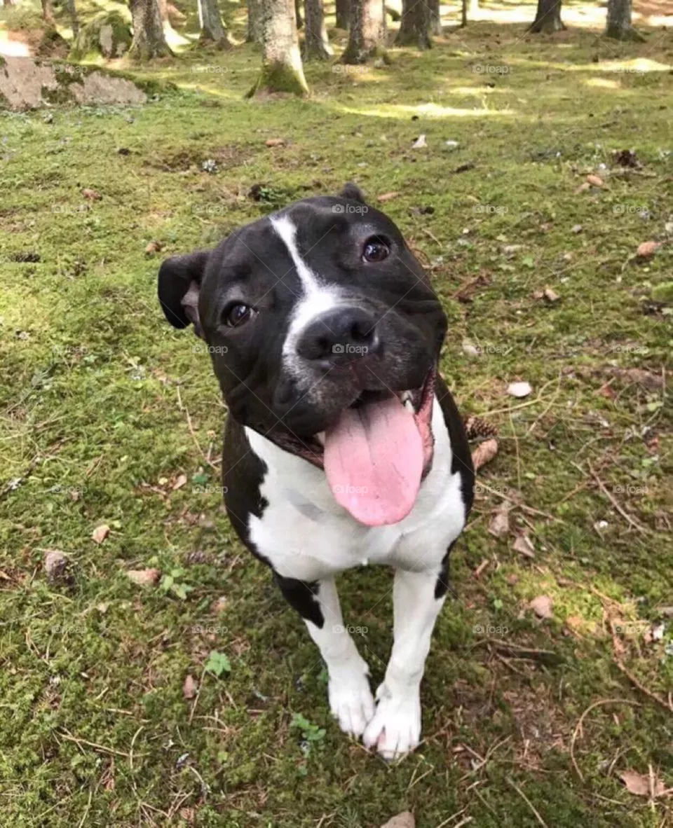 dog