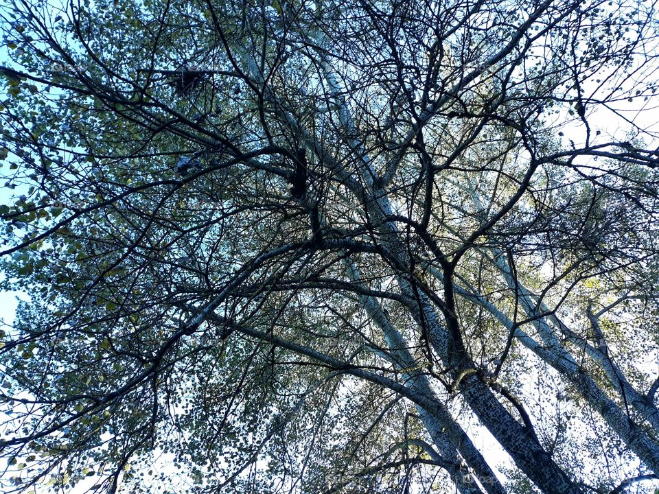 Looking up at the big trees