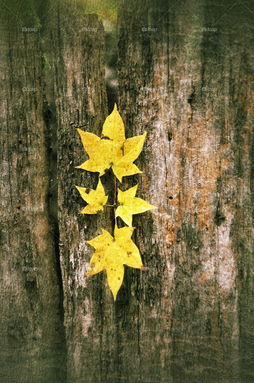 yellow leaf on a tree stump