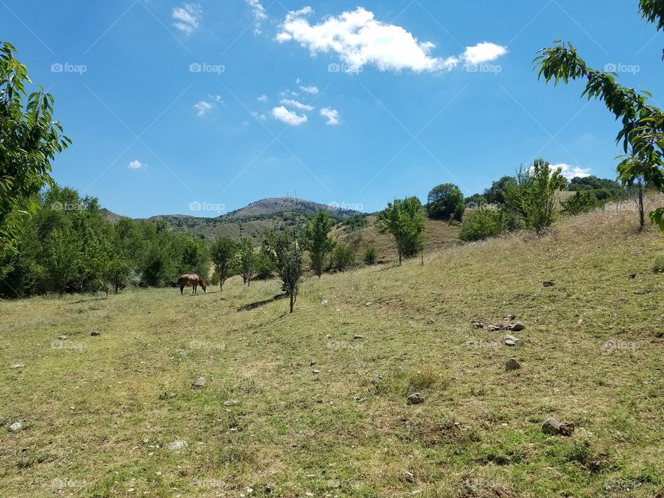 horse grazing the mountain side outside of Ankara Turkey