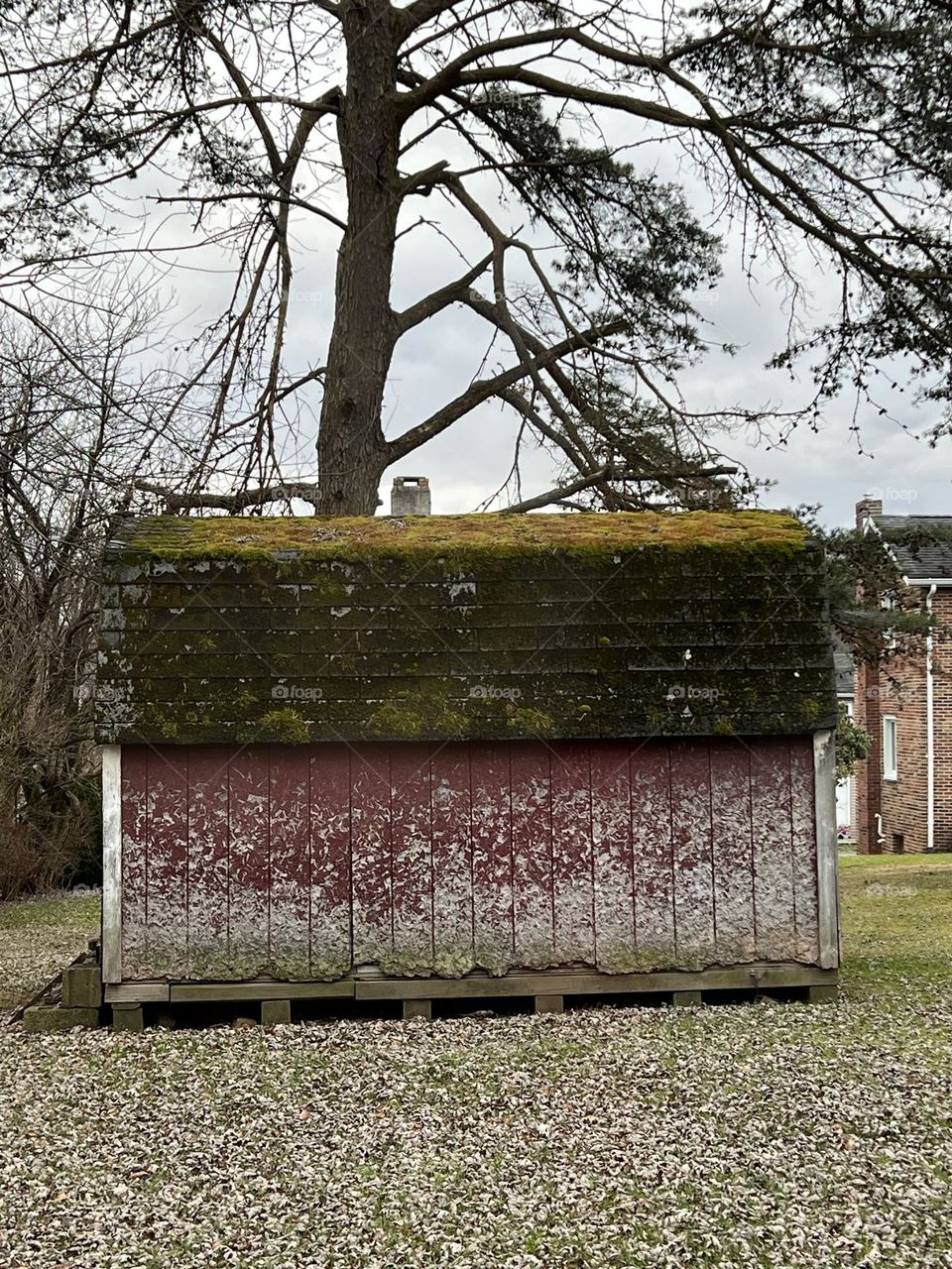 Mossy roof