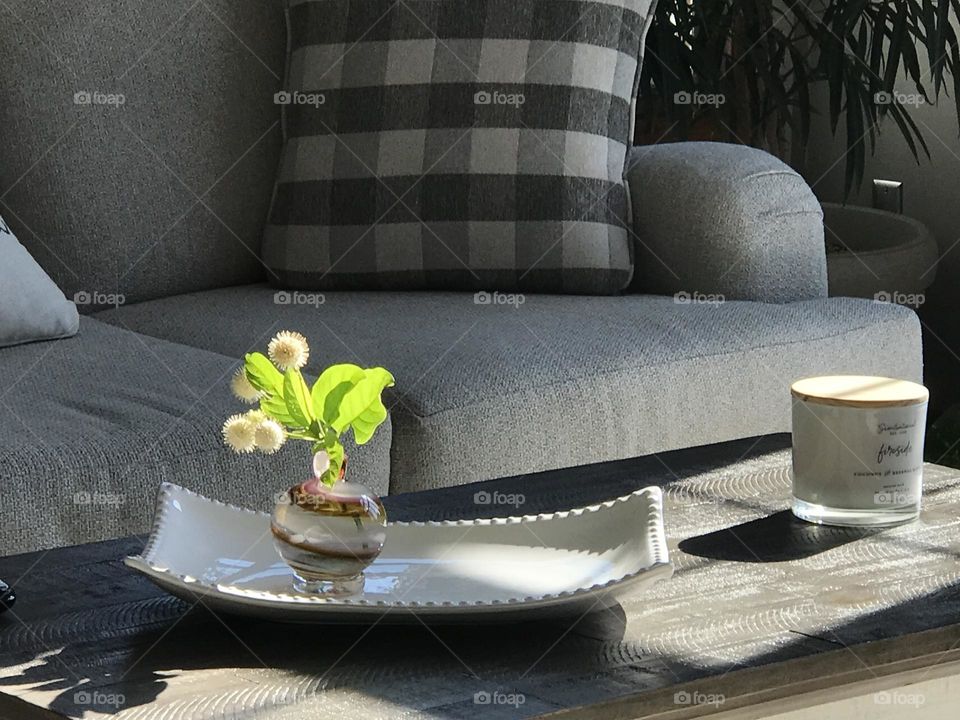 Sun shines on Wild blossom in case with home decor in background 