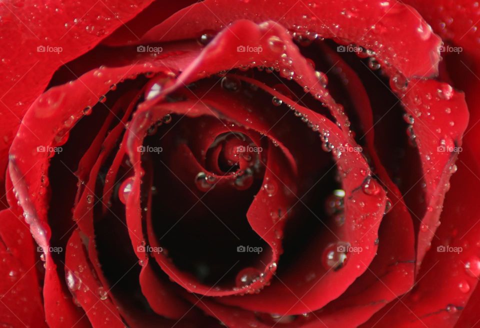 Macro Waterdrops on a Rose