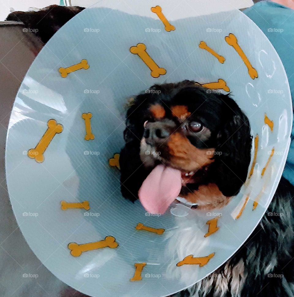 cone of shame