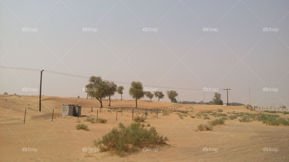 Green trees in dry desert of Sharjah United Arab Emerates