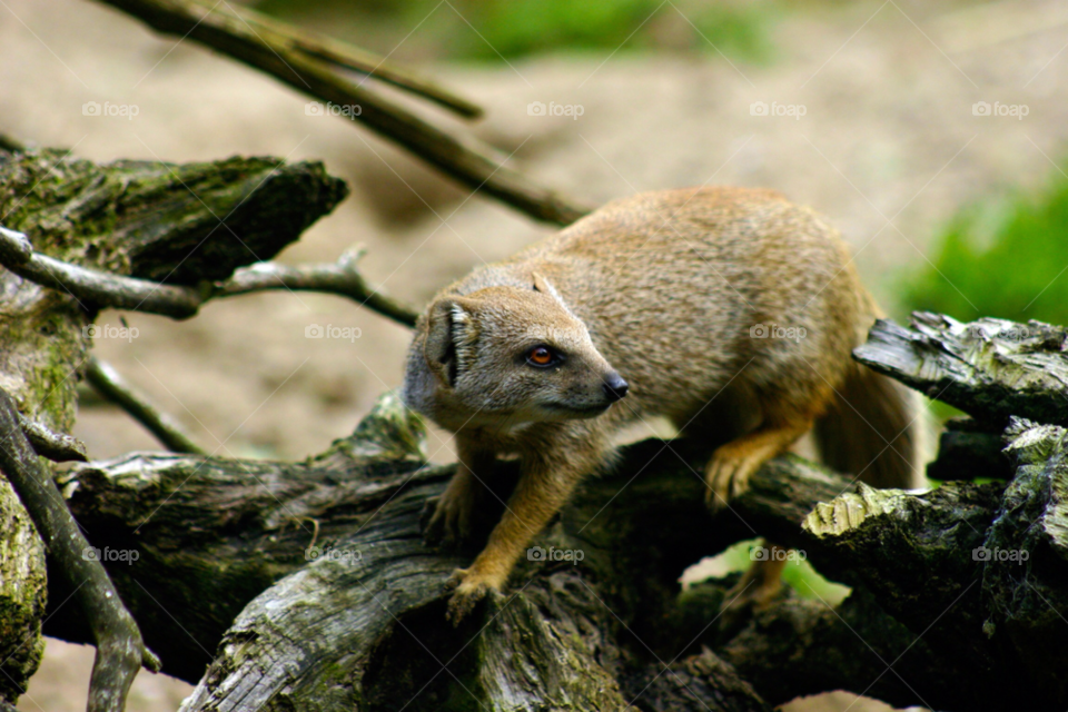 mongoose mongoose on a branch mongoose tight crop by gbp