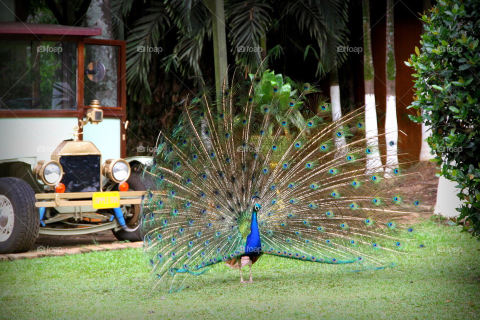 Bird, Peacock, Exhibition, Tropical, Garden