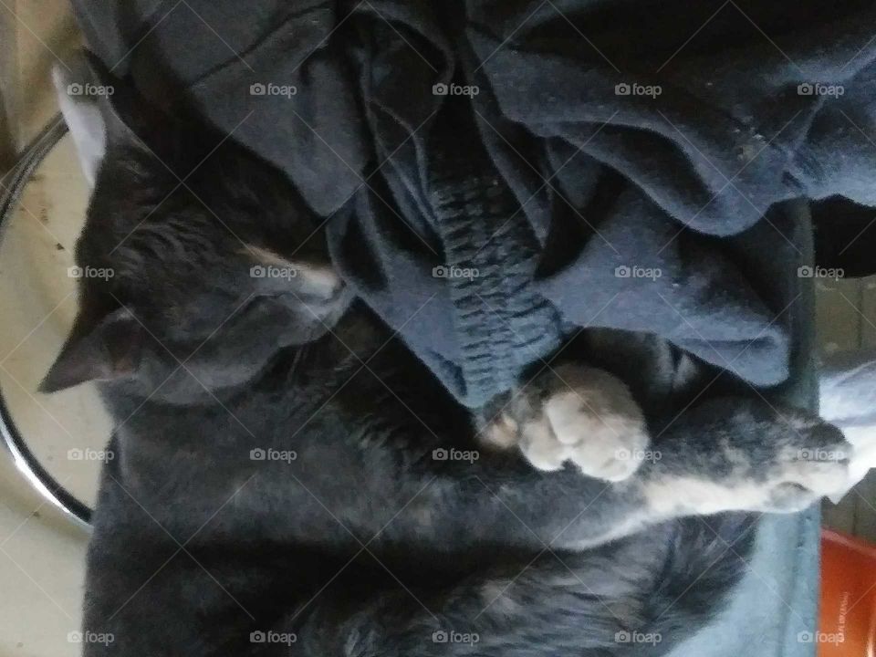 Gigi sleeping cat nap