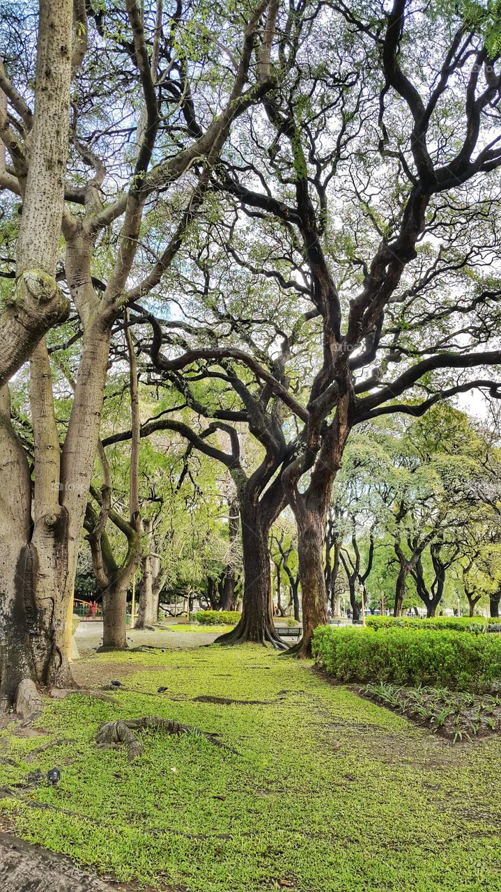 Buenos Aires square. forest at palermo square,  argentina