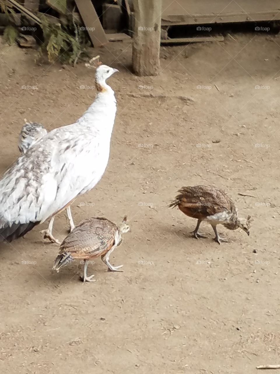peahen and chicks