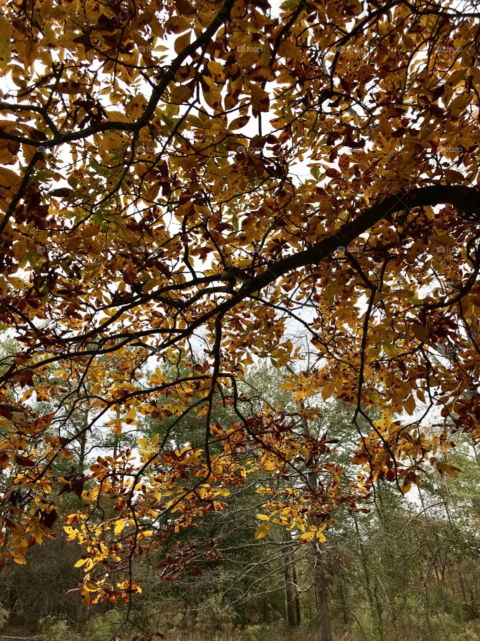 Autumn Hickory Tree 