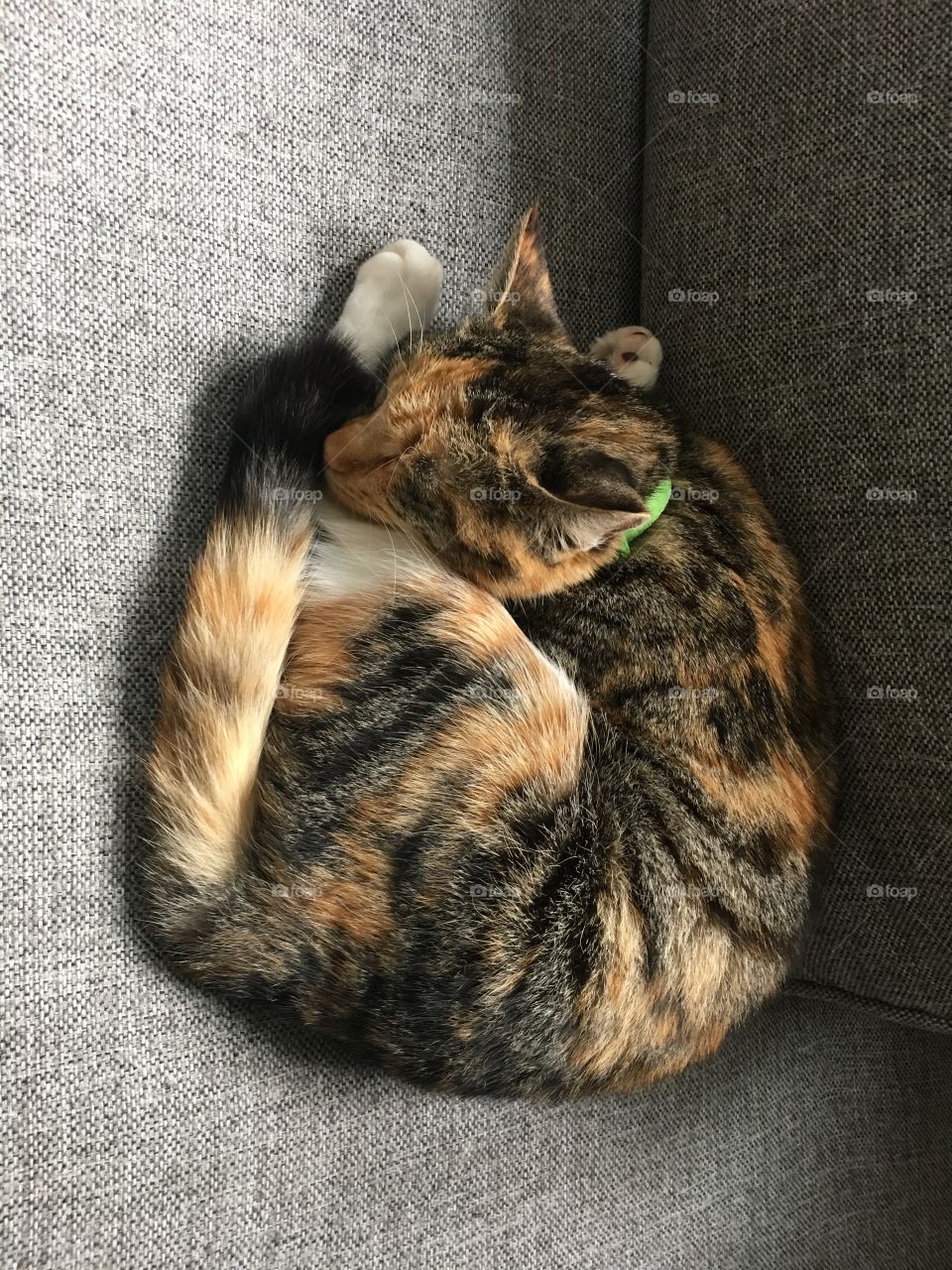 Cat is sleeping on a couch