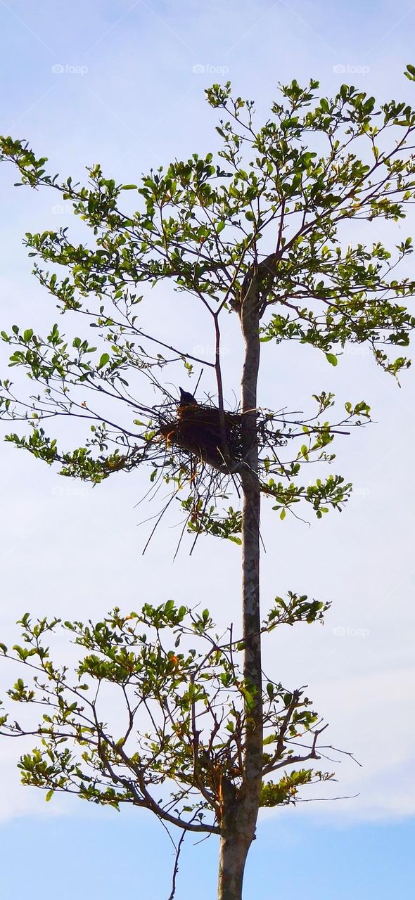 Crow bird inside it's sweet home. Wonder why the crow choose the tree with lesser leaves for their home? Isn't this was less protection from the tree and heavily exposed to sun?