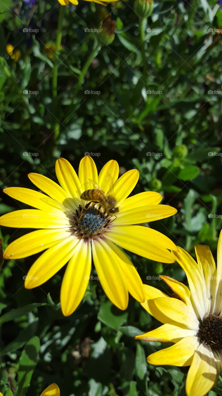 bee on flower