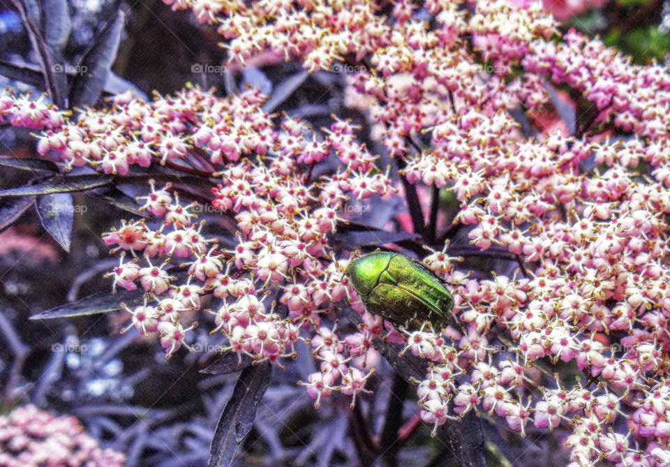 Colorful beetle on black elderberry bush