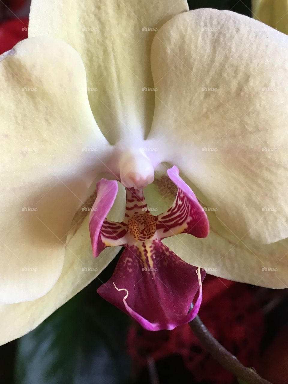 Close up orchid 