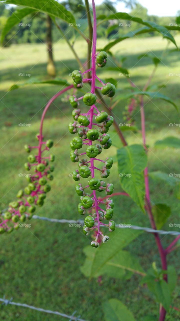 the tiny looking tomatoes. the tiny looking tomatoes