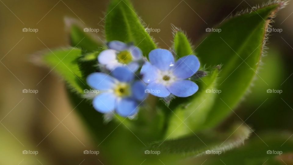 Forget me not