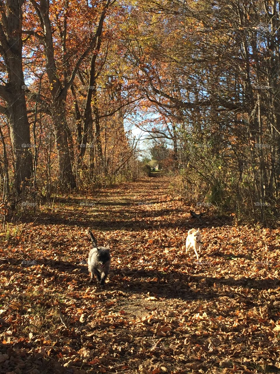 Hiking With Dogs