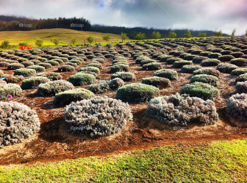 Lavender Farm, Kula, Maui