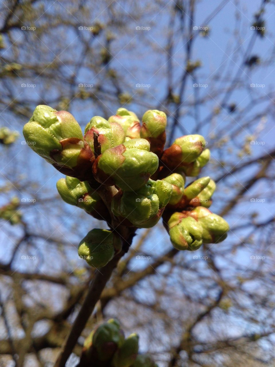 cherry buds