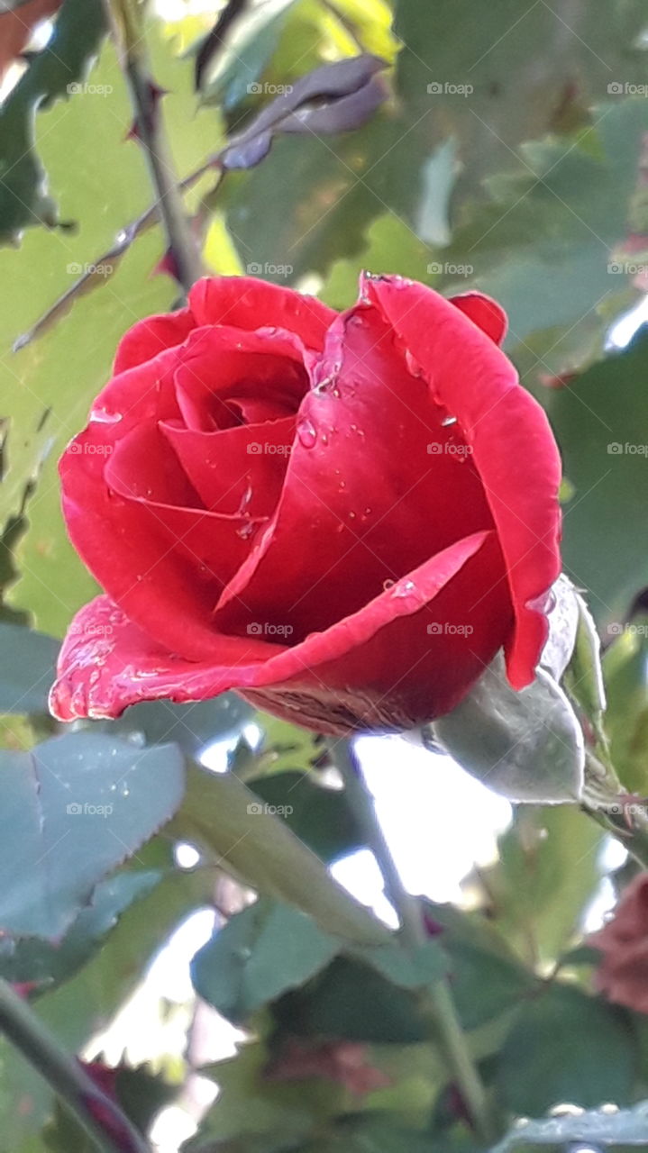 raindrops on the red rose