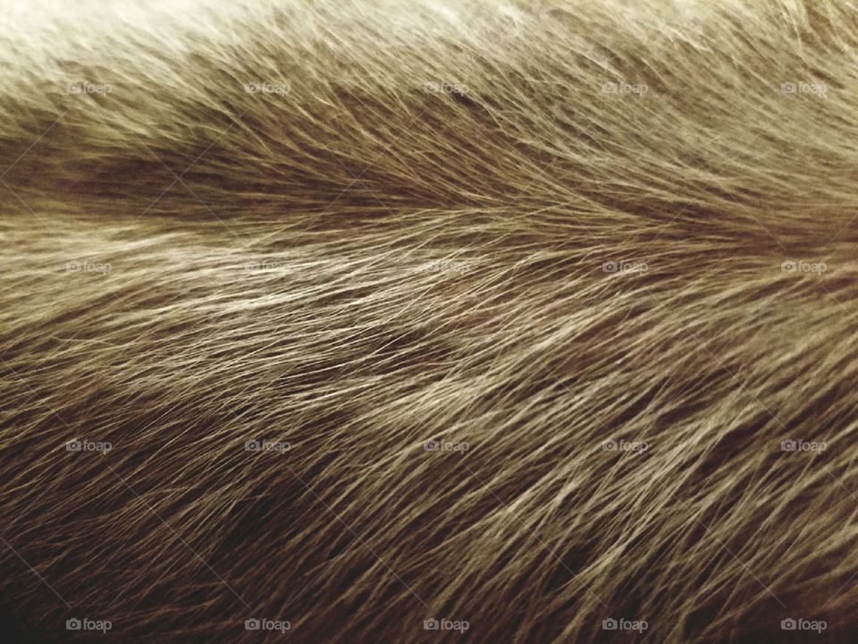 Fur, Abstract, Desktop, Texture, Hair