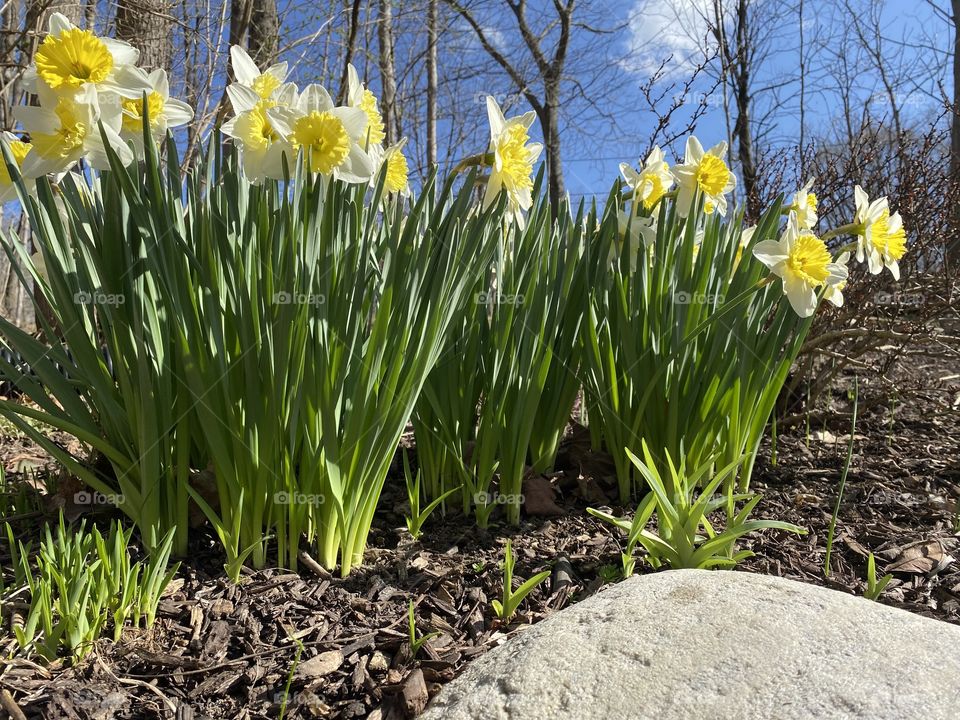 Daffodils 