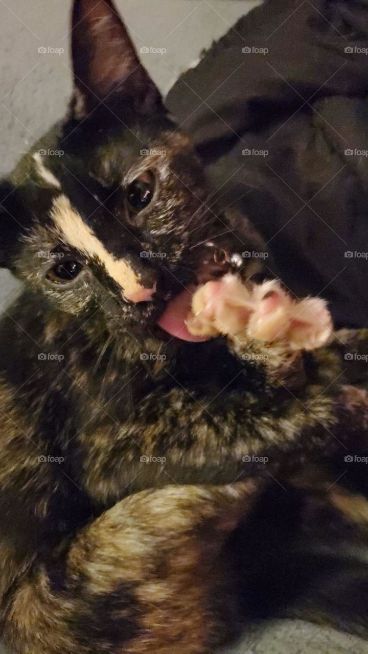 Tortoiseshell cat cleaning the beans