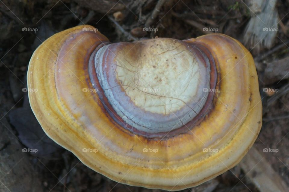 Colorful mushroom