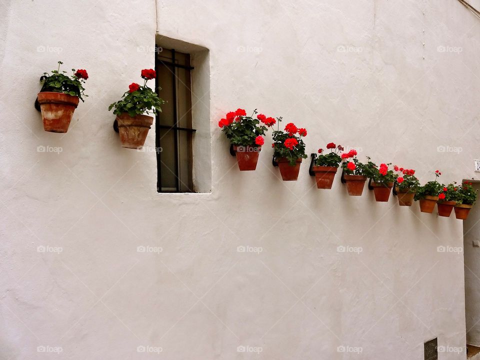 Red flowers in Spain 