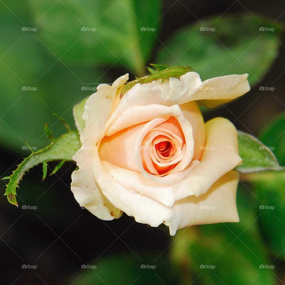 a special and lovely rose in the garden