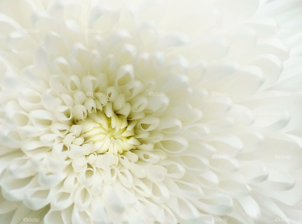White flowerhead closeup