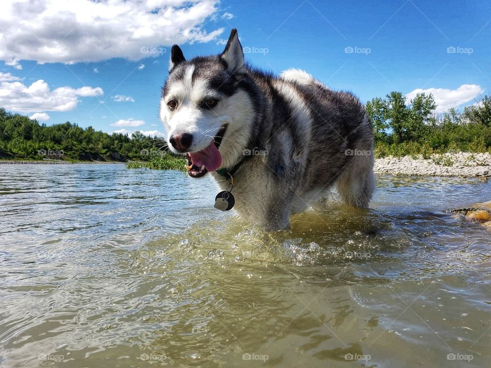 Siberian Husky out for a swim in a beautiful Yukon Lake