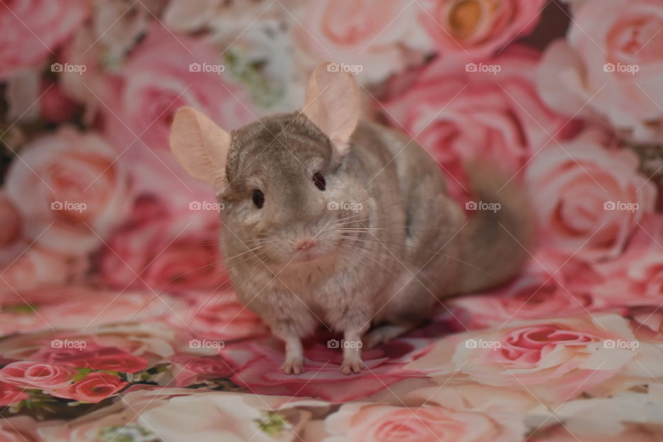 Did you want me? - Chinchilla pose