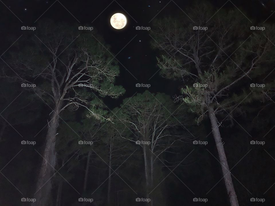 Towering Pine trees bathed in moonlight.